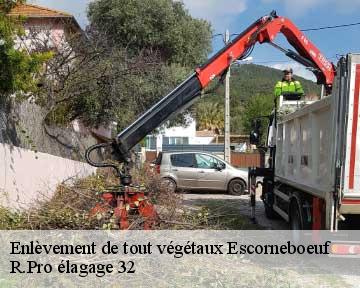 Enlèvement de tout végétaux  escorneboeuf-32200 R.Pro élagage 32